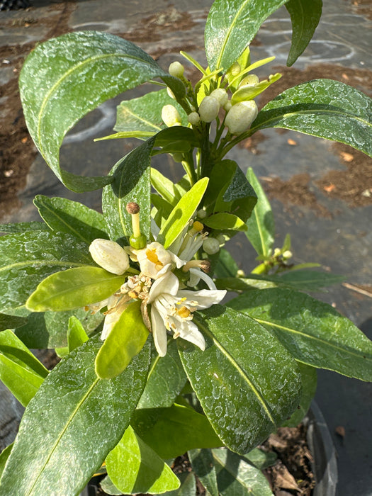 Tangerine - Mandarin Clementine Bush