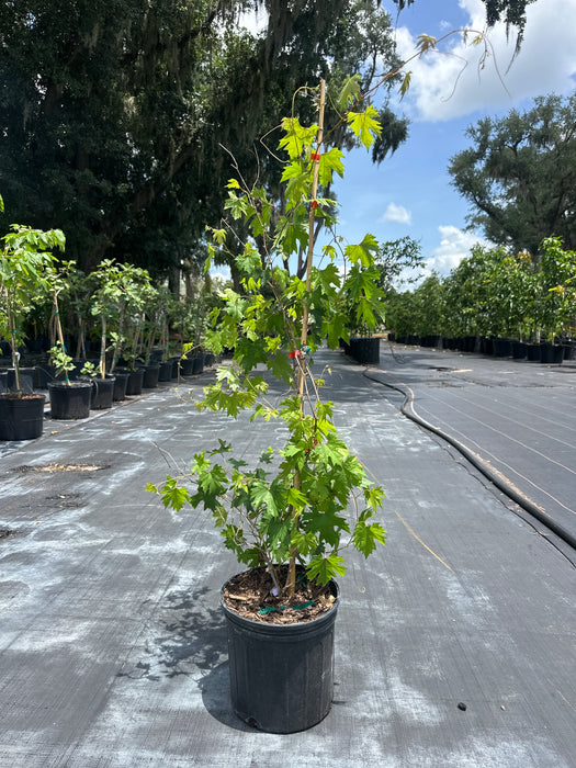 Grape Southern Home Muscadine Vine