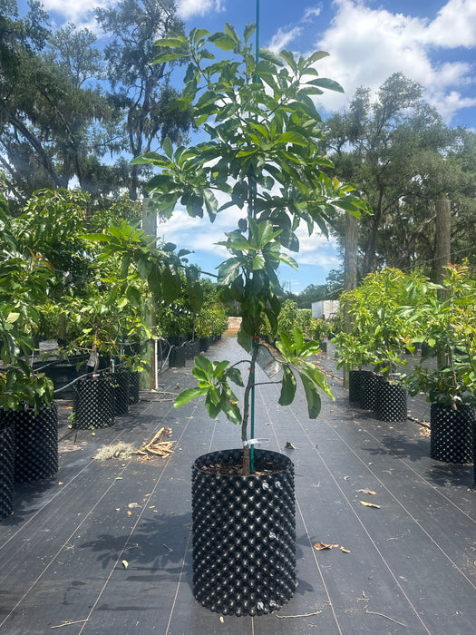 Avocado-Miguel Tree Type B