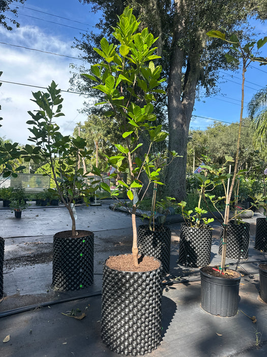 Jackfruit Jakfruit Tree