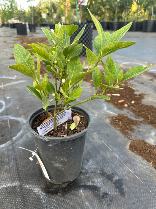 Tangerine  - Sunburst Bush