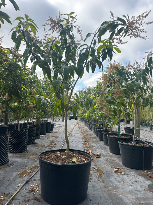 Mango-M-4 Tree by Zills