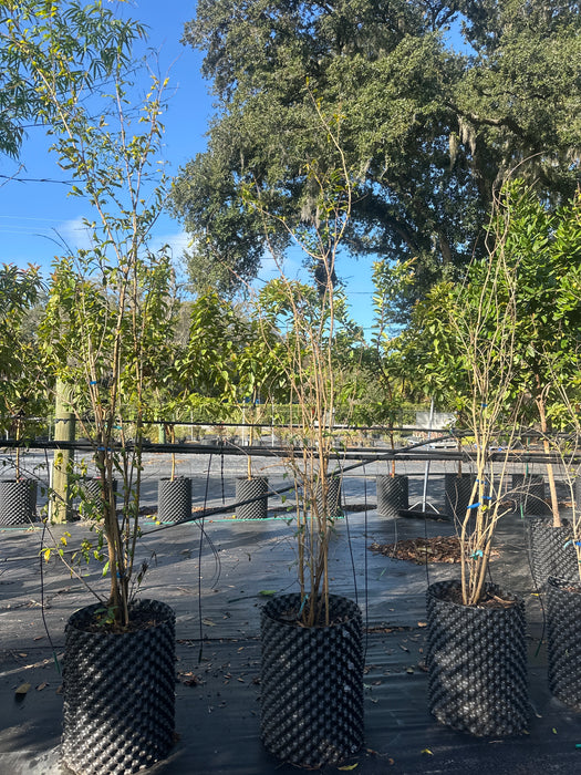 Pomegranate-Salavatski