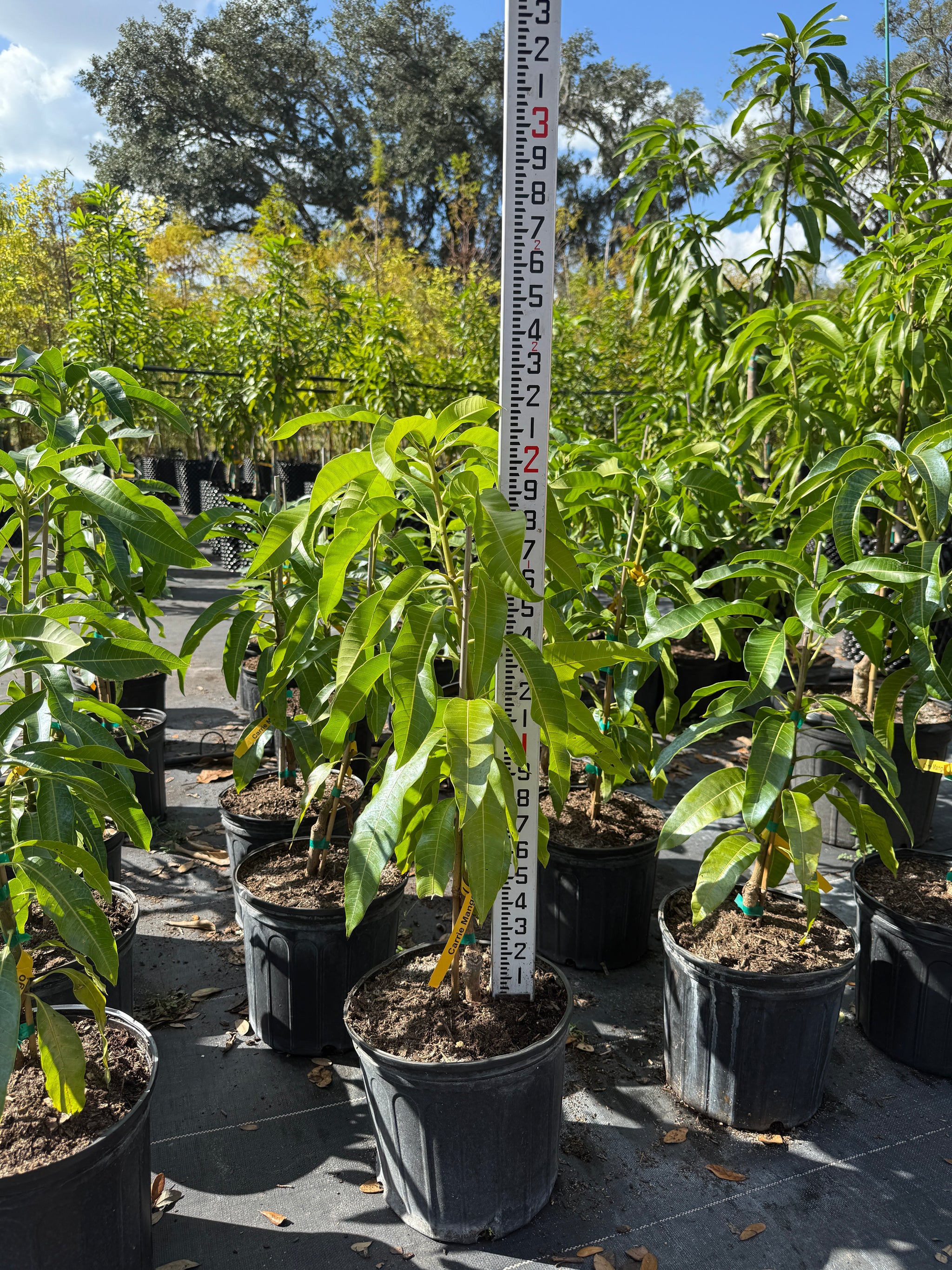 Mango trees | Edible Plant Nursery Tampa Florida — Jolly Green Nursery