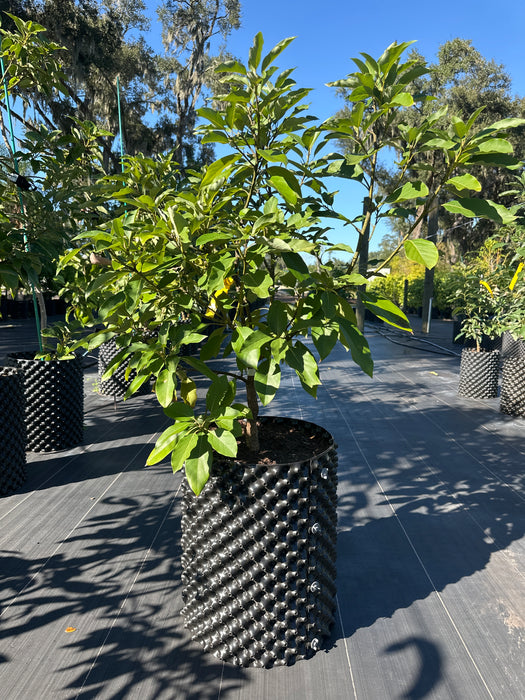 Avocado-Mexicola Tree Type A