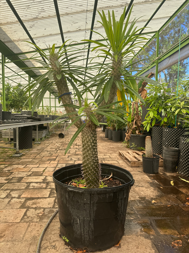 Madagascar Palm — Jolly Green Nursery