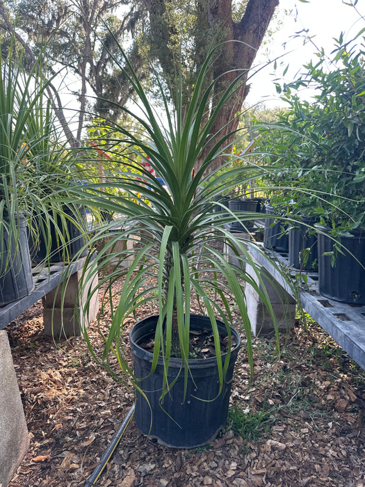sansevieria trifasciata snake plant Snake Plant main image 0