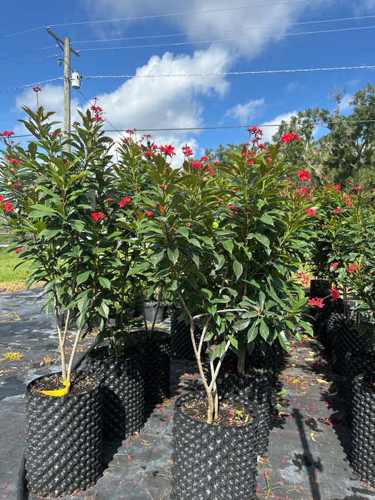 Jatropha (Shrubs & Trees)