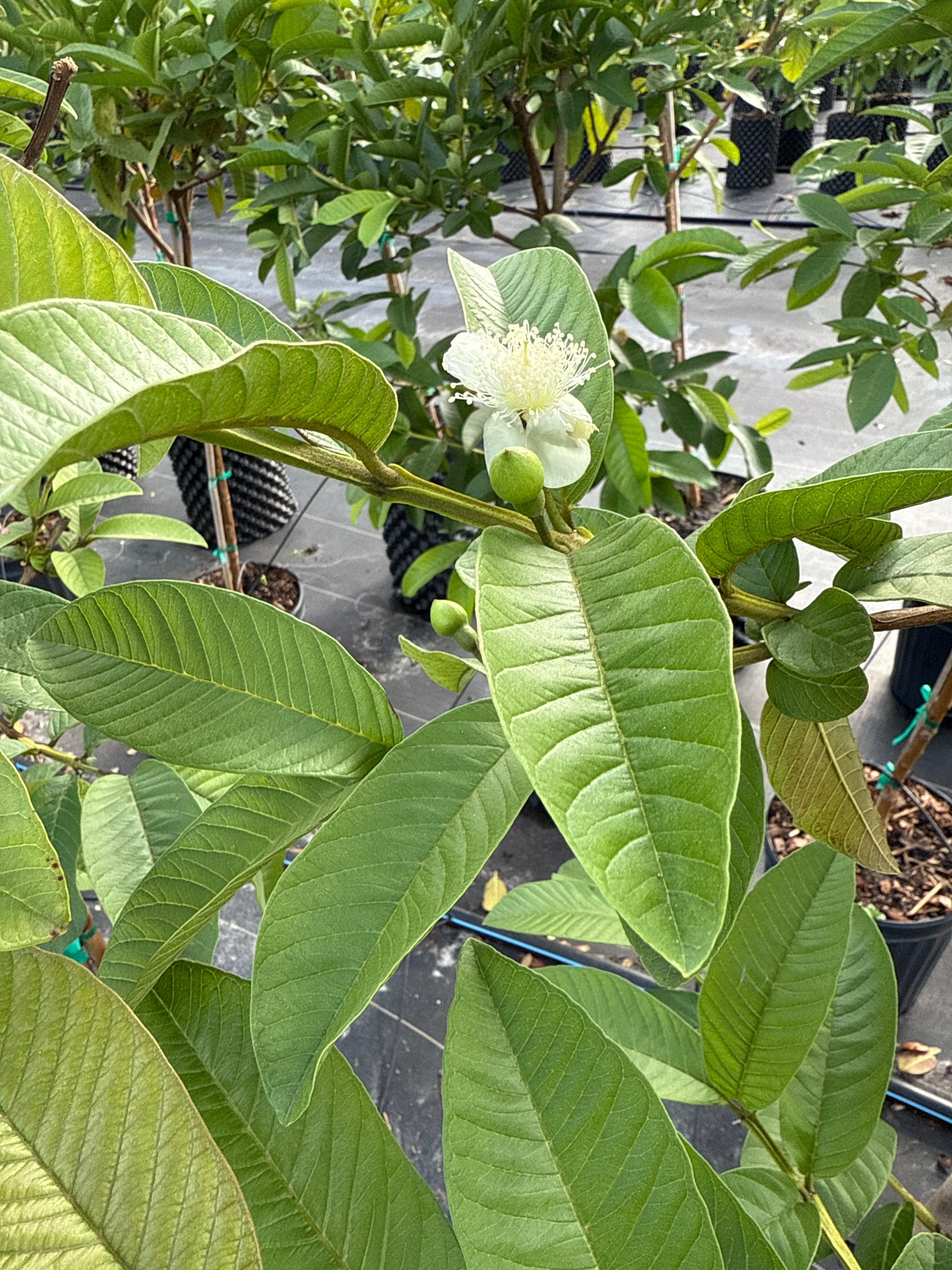 Guava Ruby Supreme Tree — Jolly Green Nursery