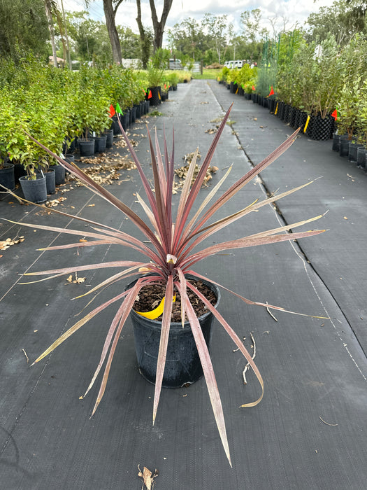 Cordyline Red Sensation