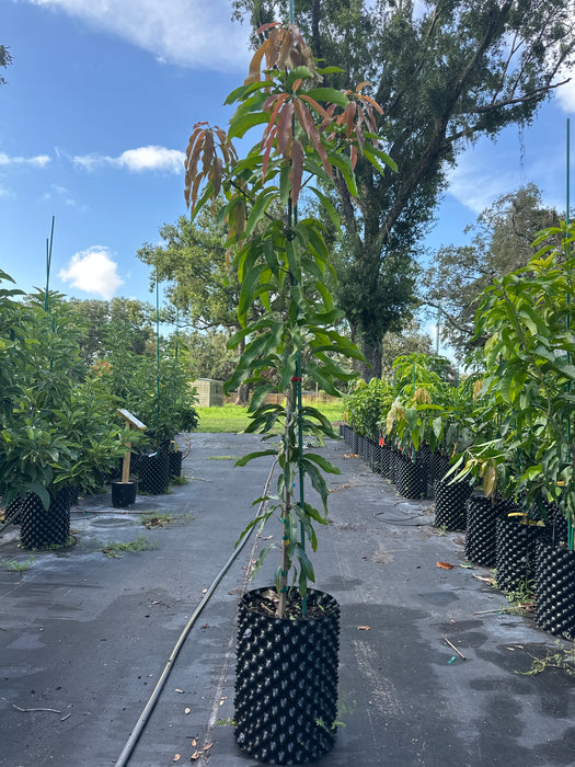 Mango-Glenn Tree by Zills