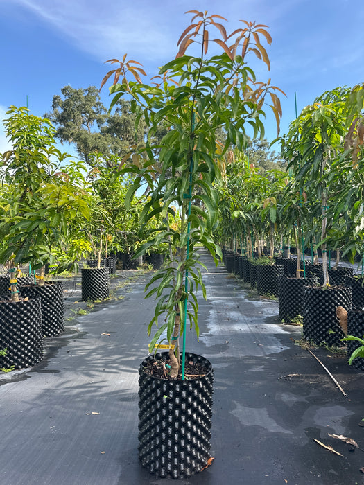 Mango-Pina Colada Tree by Zills