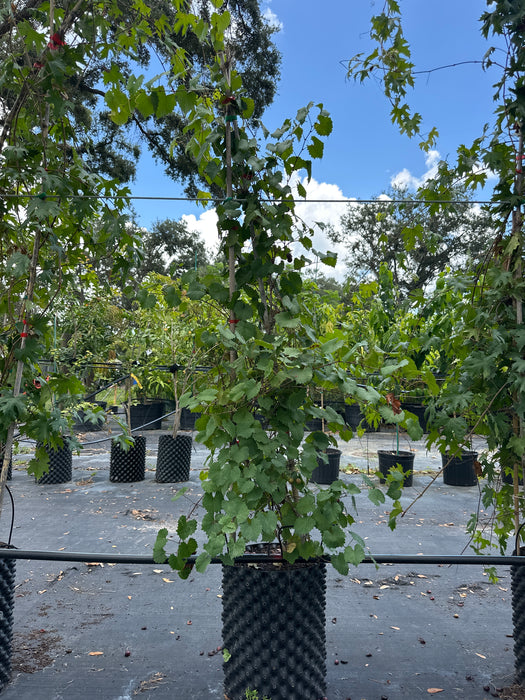 Grape Southern Home Muscadine Vine