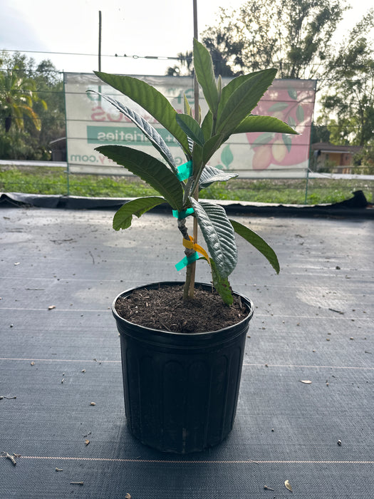 Loquat Champagne/Champaign Tree