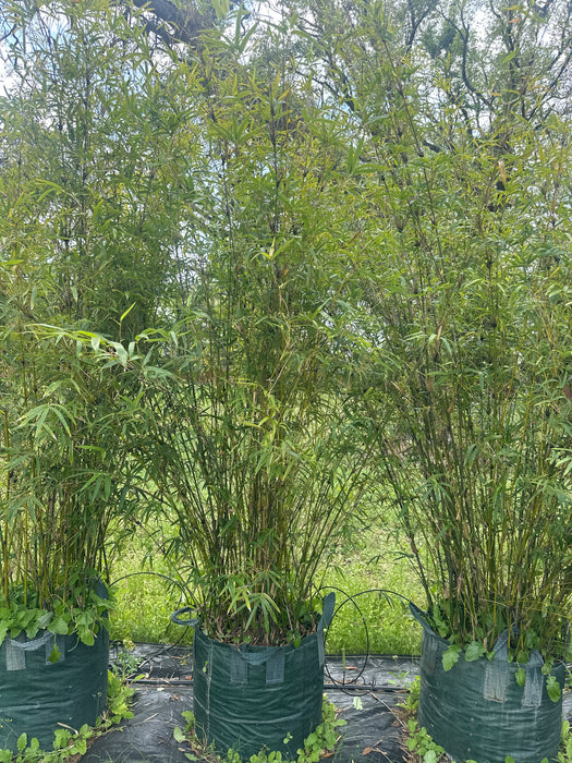 Fernleaf Bamboo