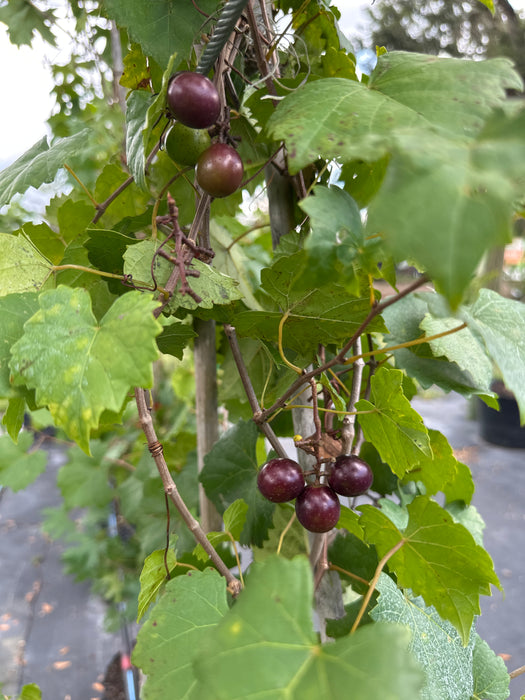 Grape Alachua Muscadine