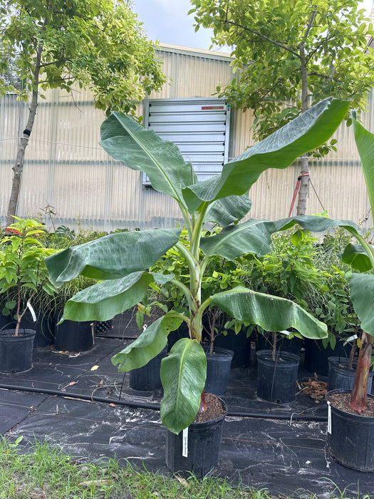Grand Nain Banana Plant – Musa Acuminata, Live Plant In 3-Inch Pot, From Wellspring