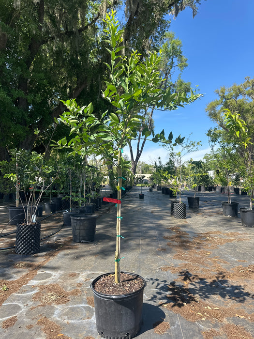 Tangerine - Dancy Tree