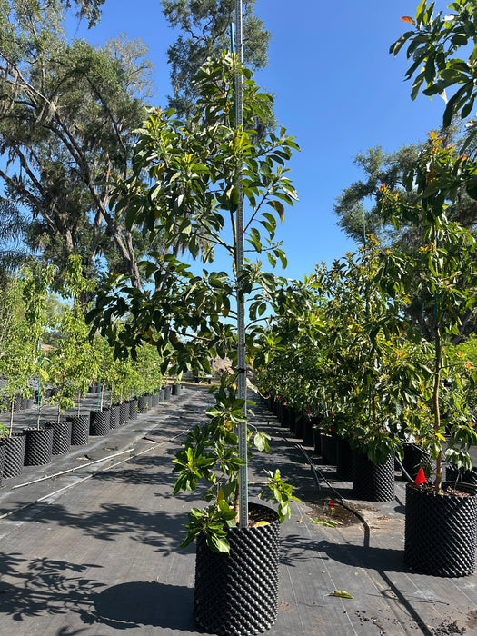 Avocado-Simmonds Tree Type A