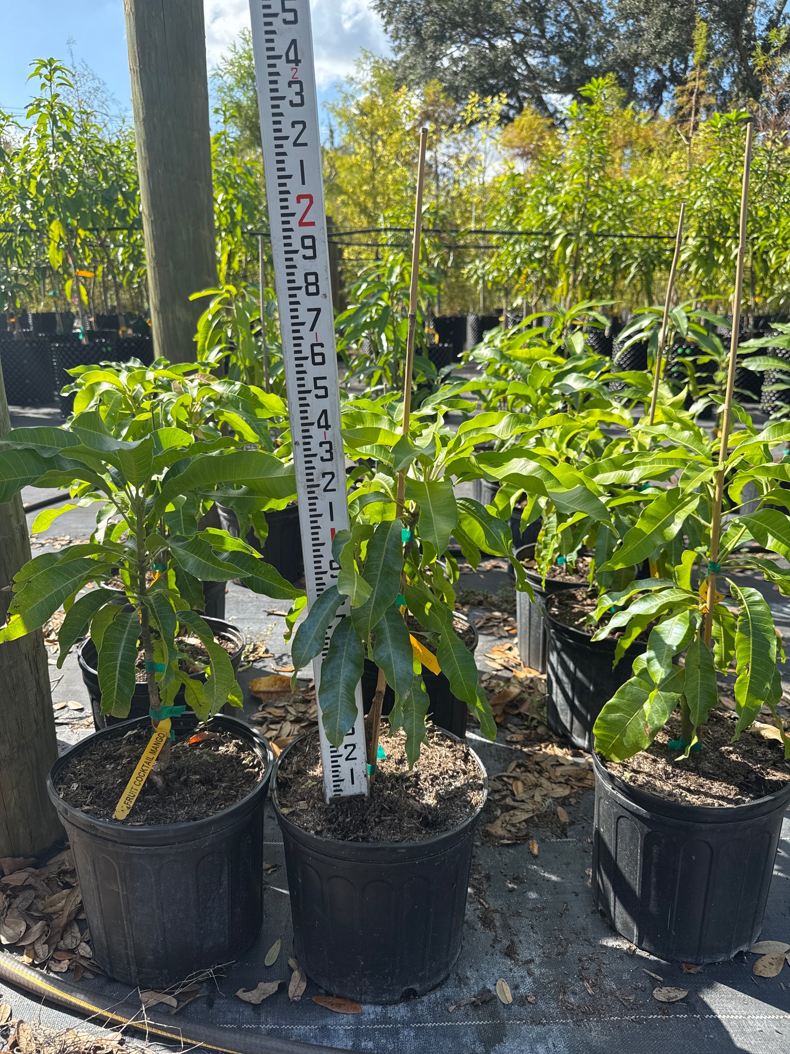 Mango trees | Edible Plant Nursery Tampa Florida — Jolly Green Nursery