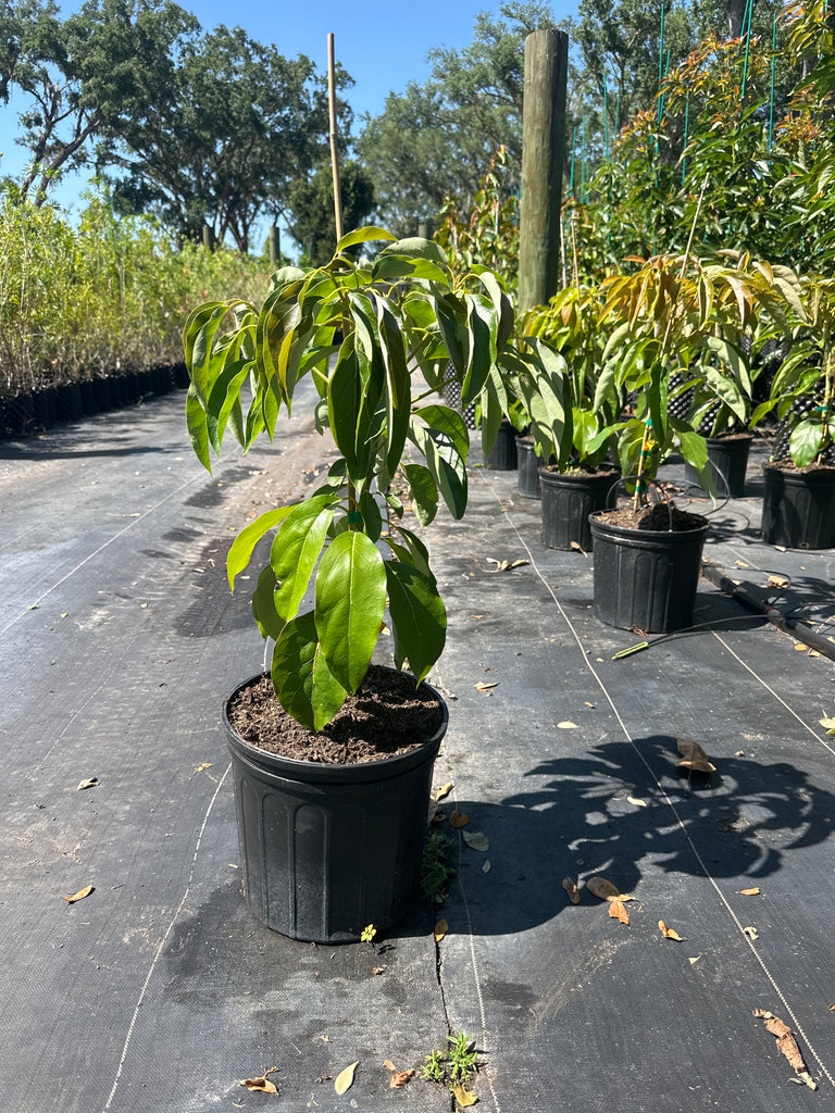 hass avocado plants Avocado-Florida Hass Tree (Haas) Type A — Jolly Green Nursery
