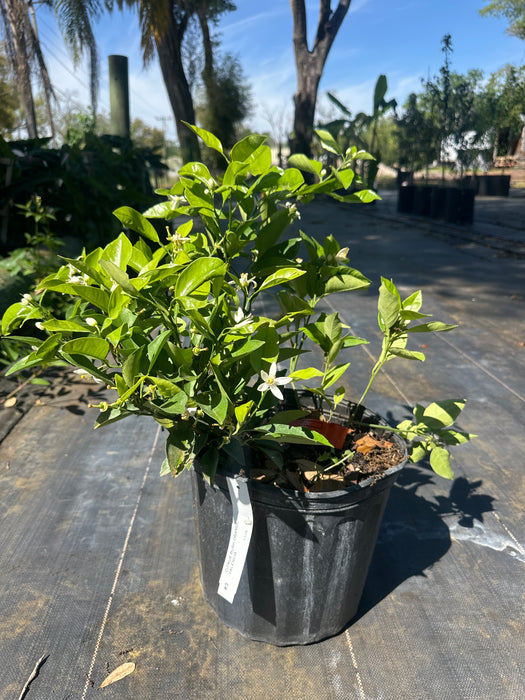 Orange - Valencia Bush