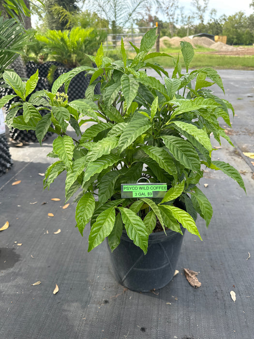 Little Psyco Wild Coffee