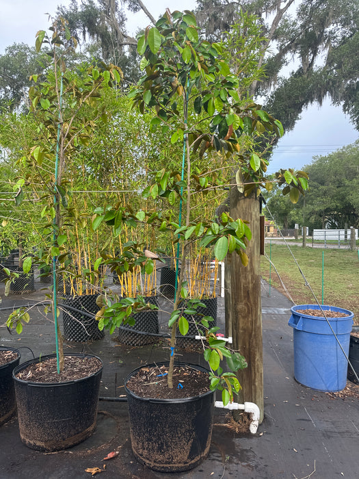 Purple Caimito Tree
