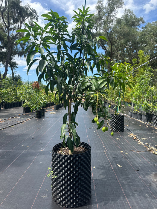 Mango-Jahangir Tree by Zills Jahanger