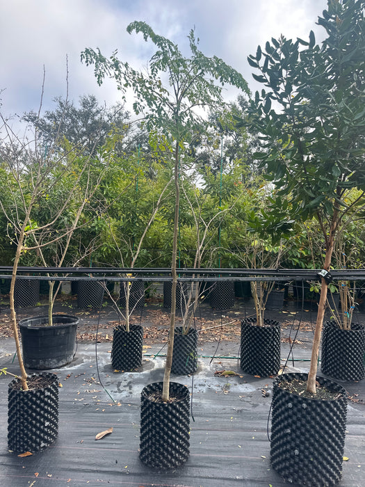 Moringa Tree