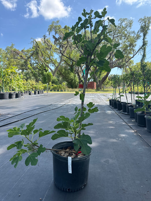 Fig Kadota Tree