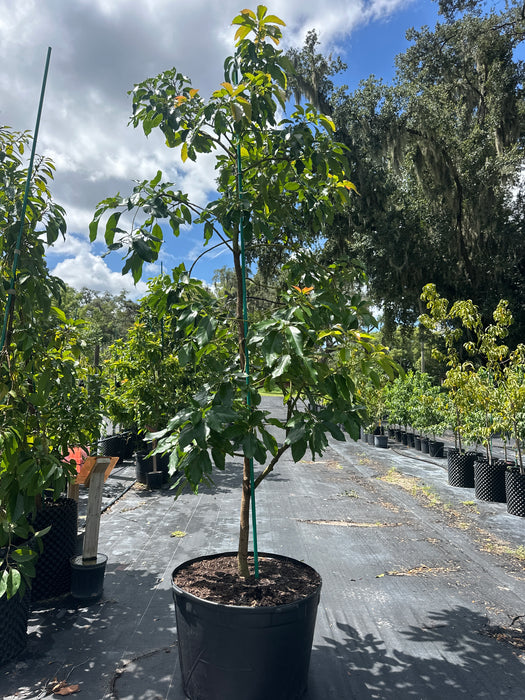 Avocado-Choquette Tree Type A