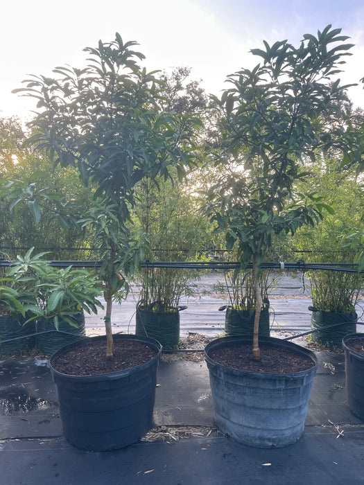 alphonso mango bonsai tree Mango-Super Alphonso Tree by Zills — Jolly Green Nursery