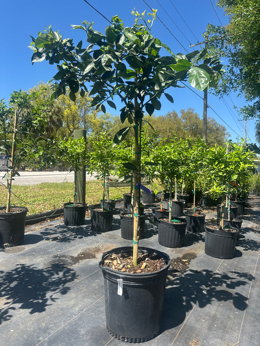 Orange - Navel Tree