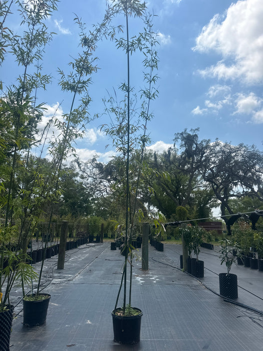 Tropical Blue Bamboo