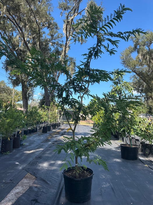 Tamarind-Sweet Tree