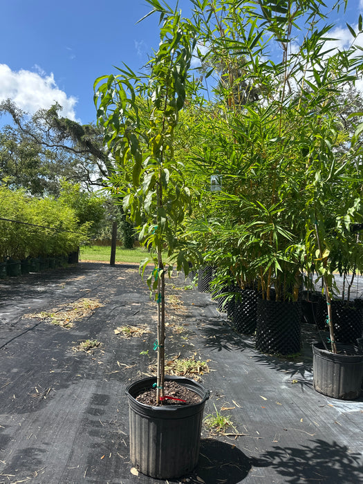 Peach-Florida Prince