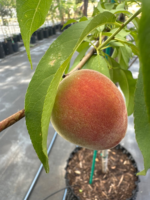 Peach-Florida Prince Tree