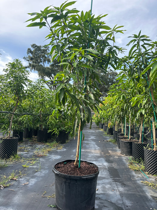 Mango-Tommy Atkins Tree by Zills