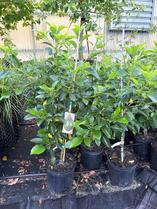 Trust In G Farms Lula Avocado Fruit Tree Seeds – 10 Fresh Seeds For Growing Indoors Or Outdoors
