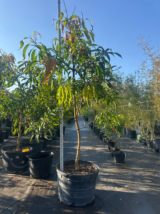Mango-Alphonso Tree by Zills