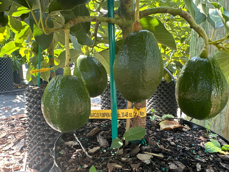 Avocado-Marcus Pumpkin Tree by Zills Type B
