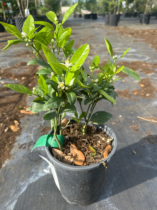 Tangerine - Honey Murcott Tree