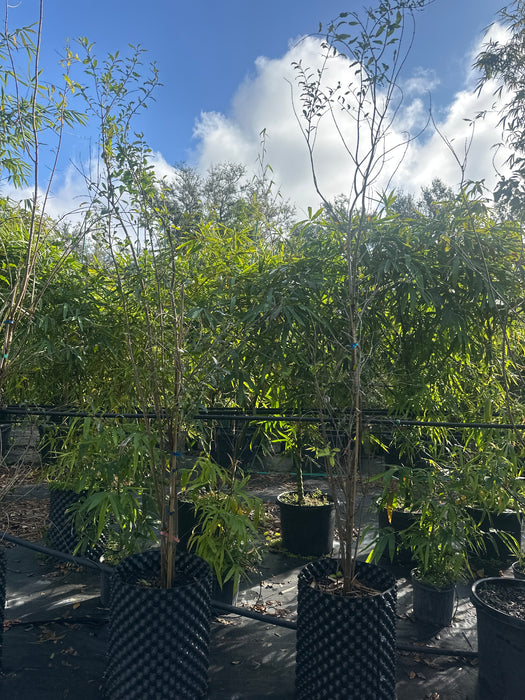 Pomegranate-Ambrosia