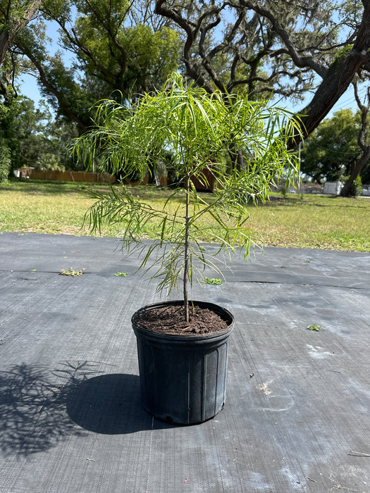 podocarpus indoor plant Podocarpus Weeping — Jolly Green Nursery