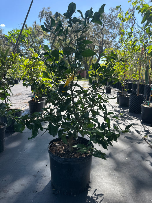 Lime - Key Lime Bush