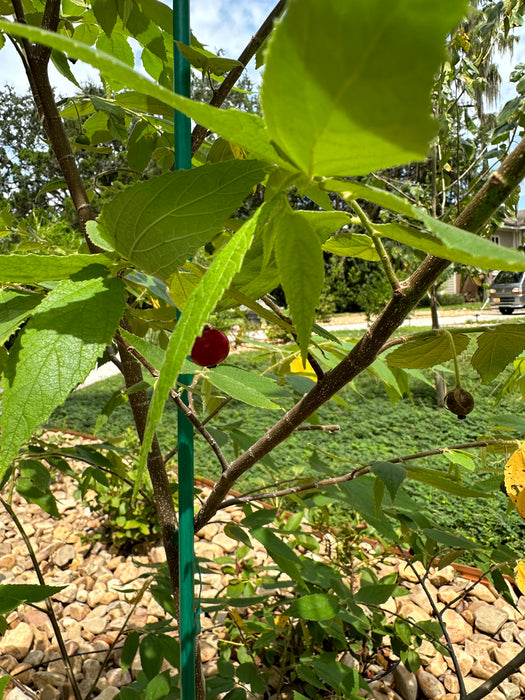 Strawberry Tree