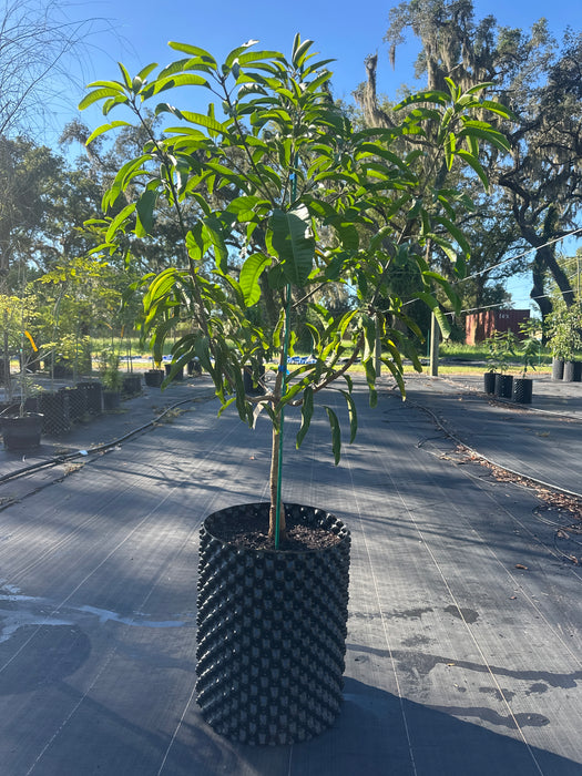 Mango-Okrung Tree