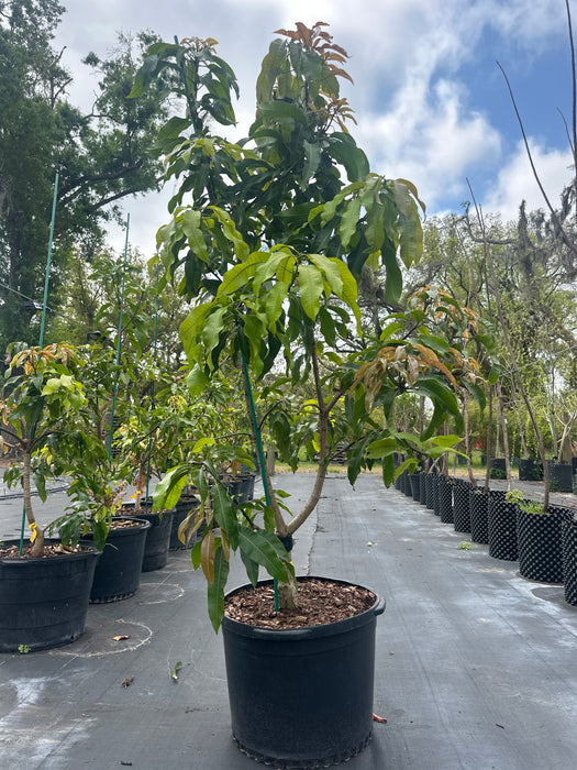 Mango-Fruit Cocktail Tree by Zills