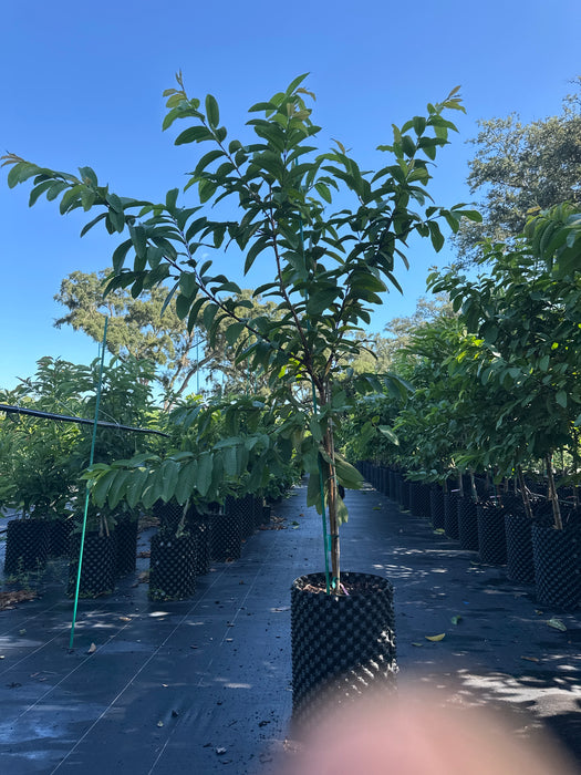 Guava Ruby Supreme Tree